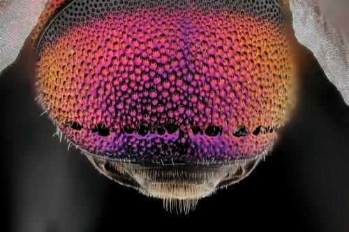 Réf. 300 233 : Chrysis angustifrons